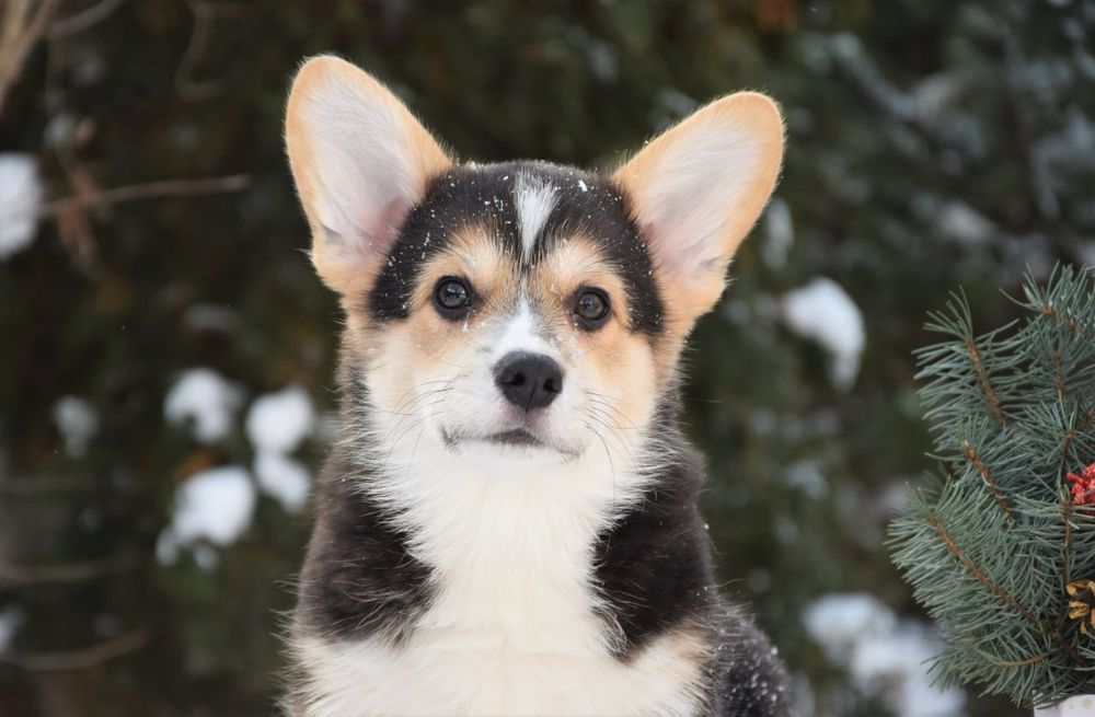 Цуценя Вельш Коргі Пемброк.