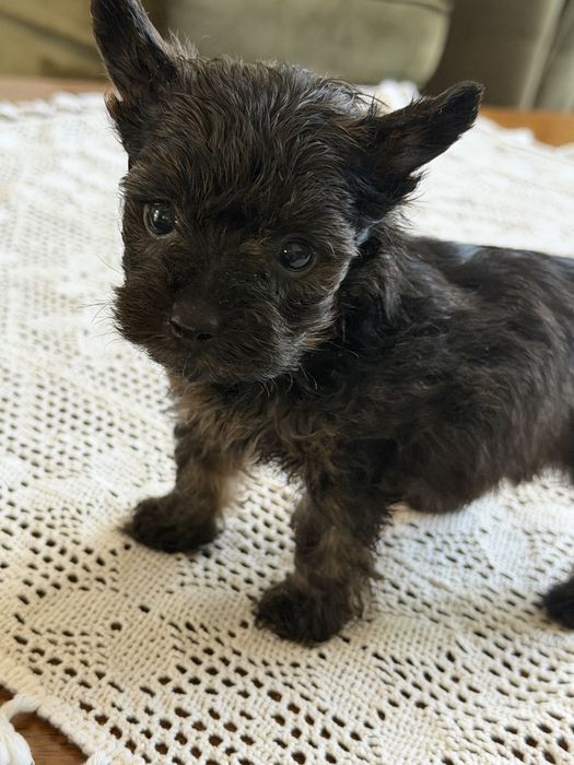 Wesolutki poesek Yorkshire terrier