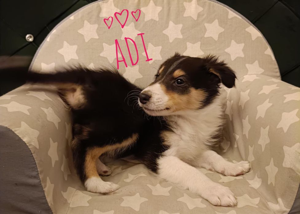 Owczarki szkockie collie