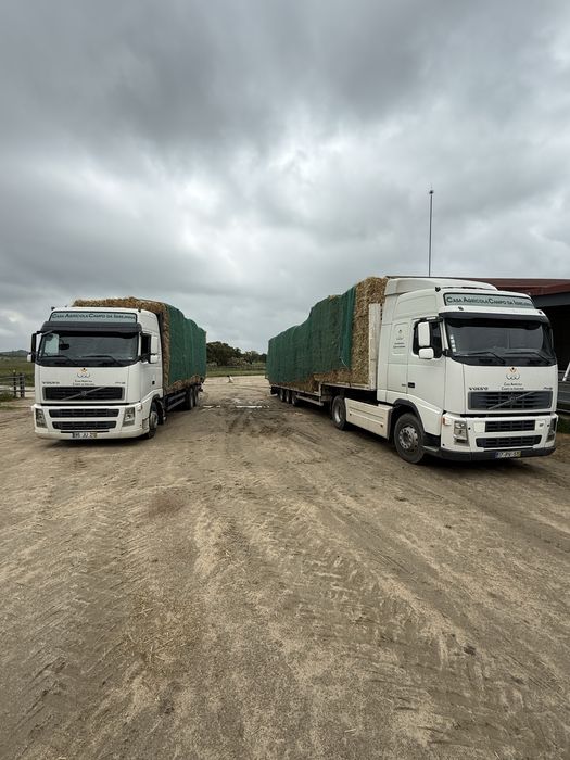 Vende-se feno semeado ESPECIAL