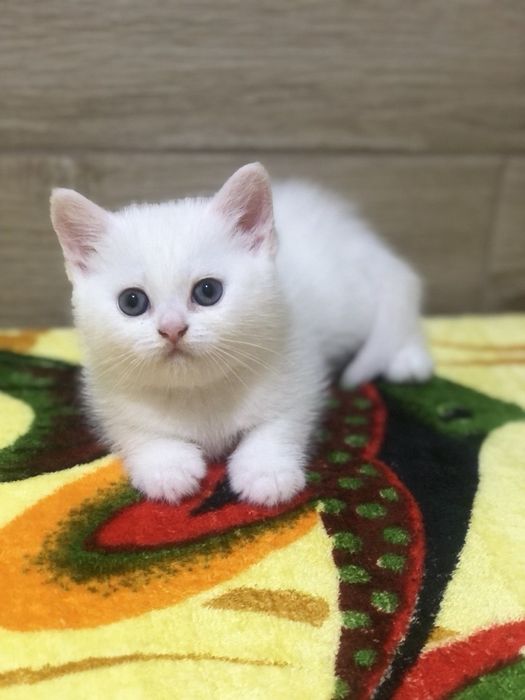Дівчинка Британська!