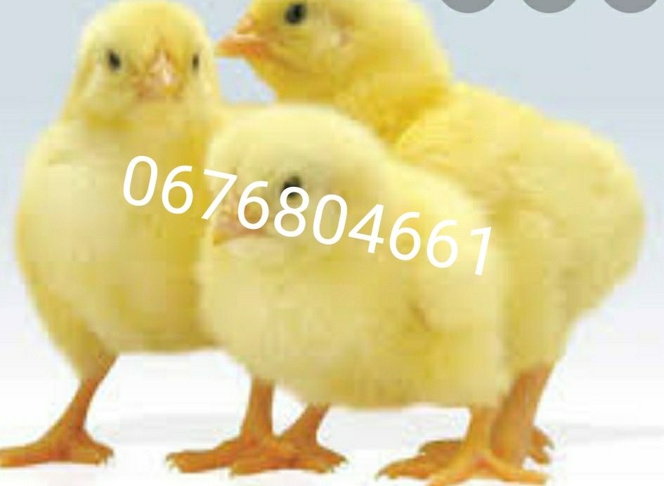 Курчата під замовлення