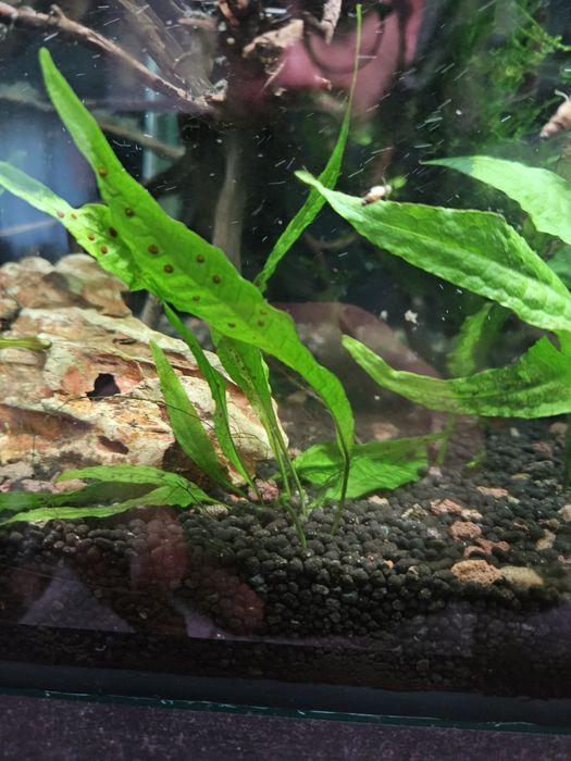 Feto de java (java fern )