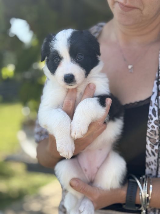 Szczeniak Border Collie suczka po przebadanych rodzicach FCI