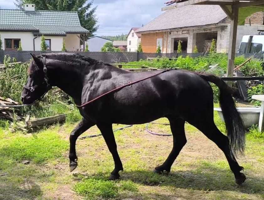 Stanówka ogierem Grymas-O huculskim krycie hucuł huculski ogier hucuł