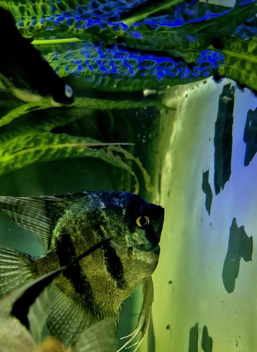 Скалярія піной, голуба