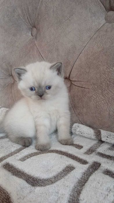 Шотландська порода