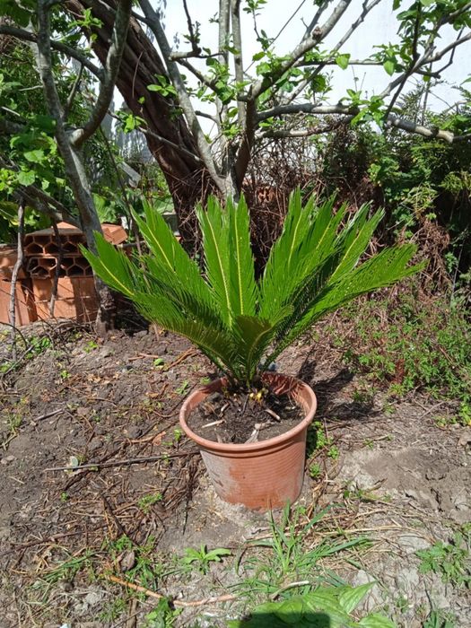 Vendo sica bonita para jardim ou em vaso grande