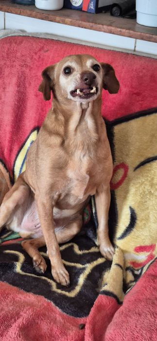 Piesek około 10 lat