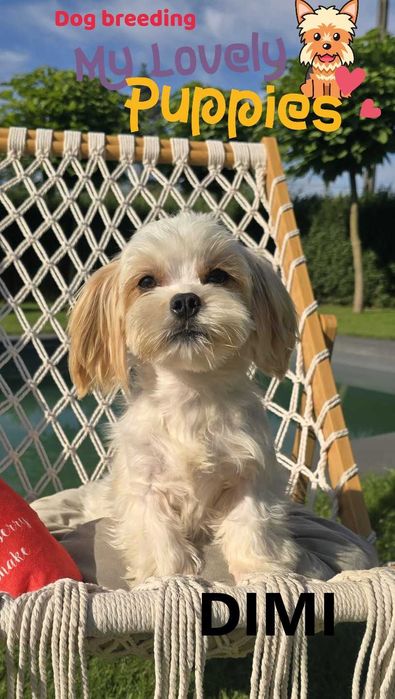 Maltipoo chłopiec Dimi