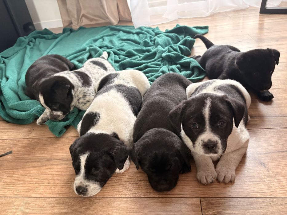 Rezerwacja wszystkich psiaków do weekendu- oddam cudowne szczeniaki