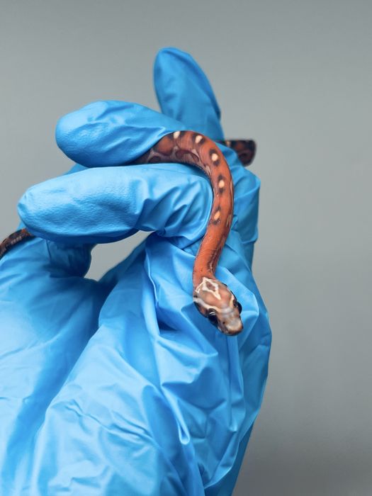 Wąż zbożowy węże zbożowe transport wyprawka