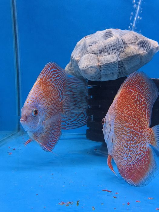 Discus Snow Leopard