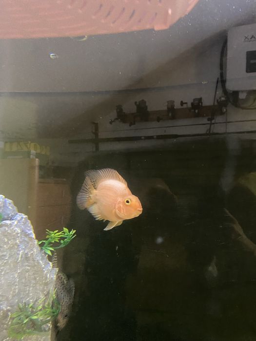 2  peixes papagaio 15cm+\-