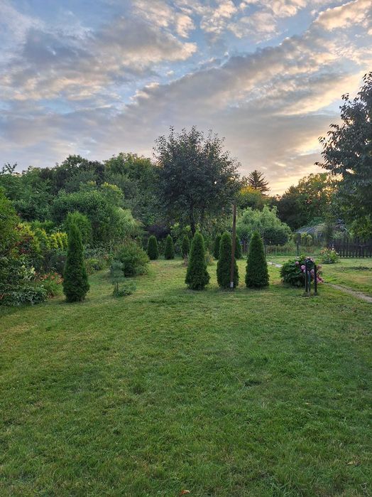 Działka ROD Augustówka 554m2