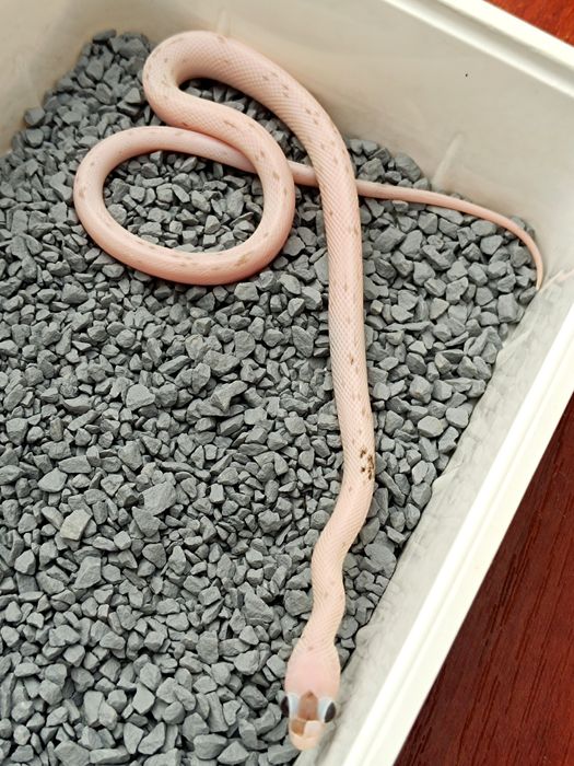 Wąż zbożowy / Charcoal Palmetto ph. 66% amel / Łatka z plamek