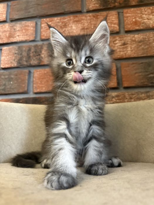 Kotka Maine coon