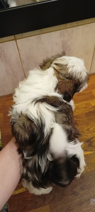 Mal-shi, komplet szczepień, maltańczyk, shih tzu