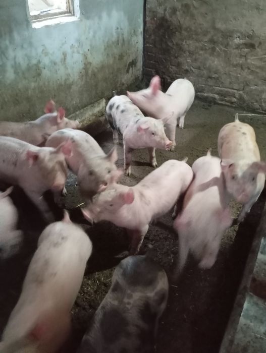 Продам поросят трох породний гібрид