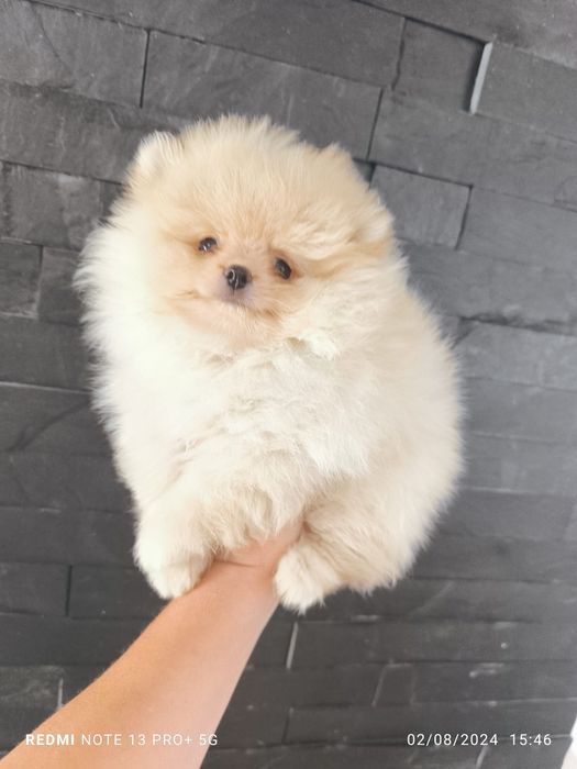 Spitz Anão.Lulu da Pomerânia  Russo. LOP e Afixo.. Mini. Ursinho