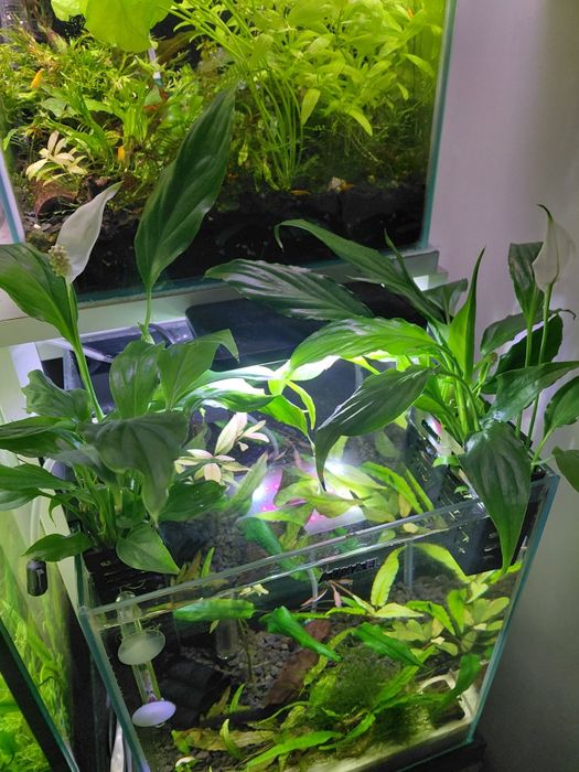 Koszyczki na rośliny nadwodne 2 szt