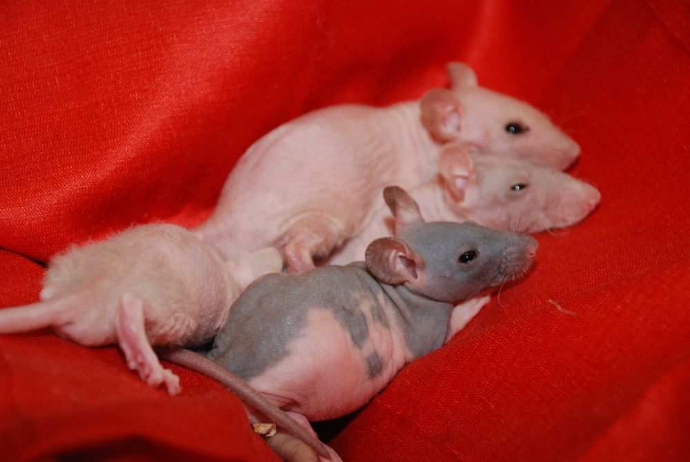 Пацюки сфінкс, лисі криси, щури гіпоалергенні ручні