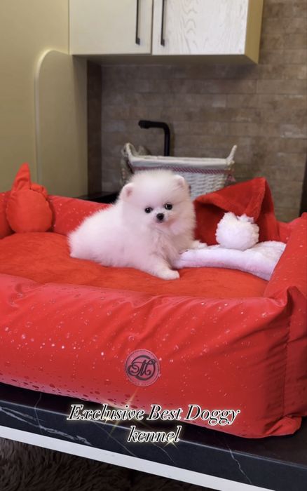 Ексклюзив цуценя! Цуценята померанські шпіци. VIP mini померанець шпіц