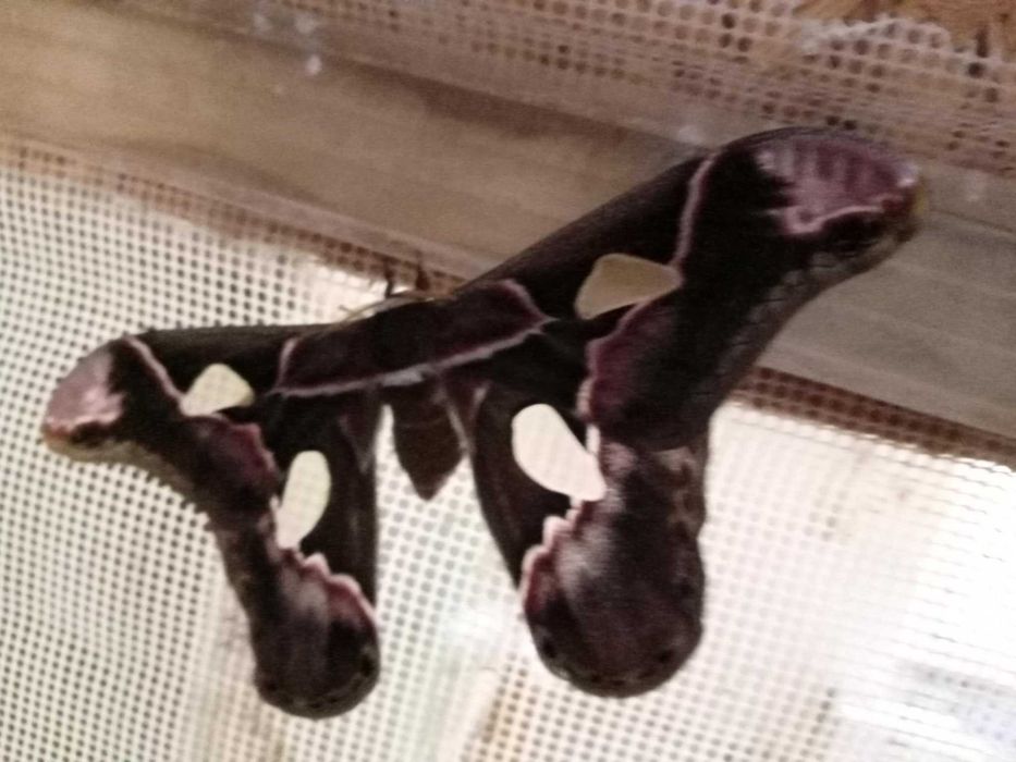 Attacus lorquini - poczwarki + inne gatunki