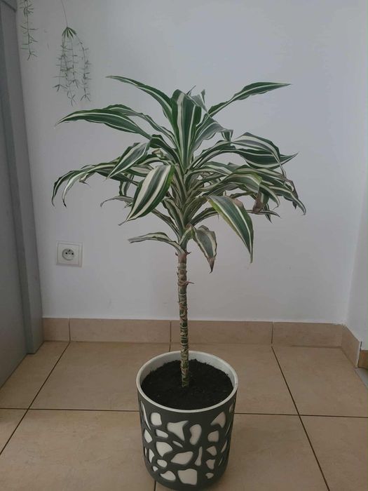 Kwiat domowy Dracena dwukolorowy