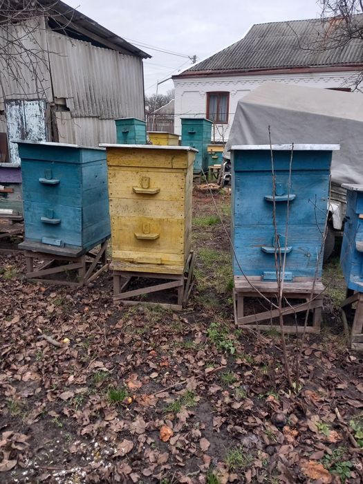 Вулики лежаки і багатокорпусні