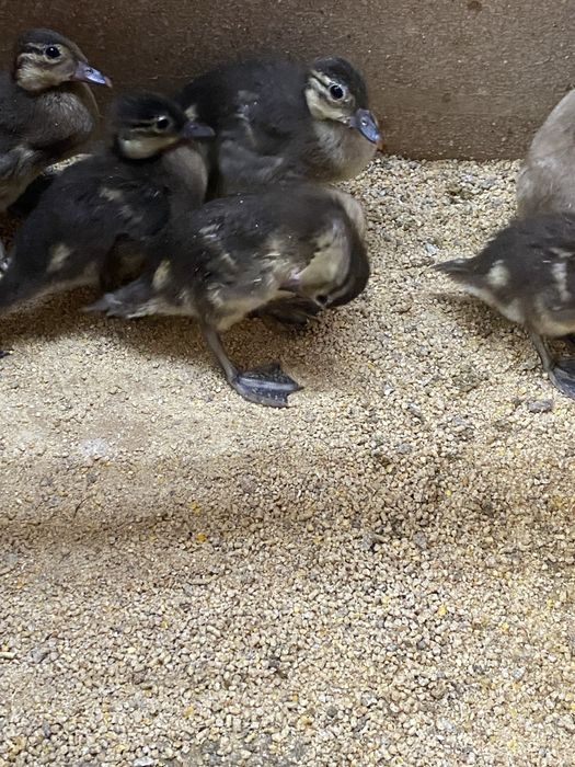 Patos mandarim e carolinos adutos.