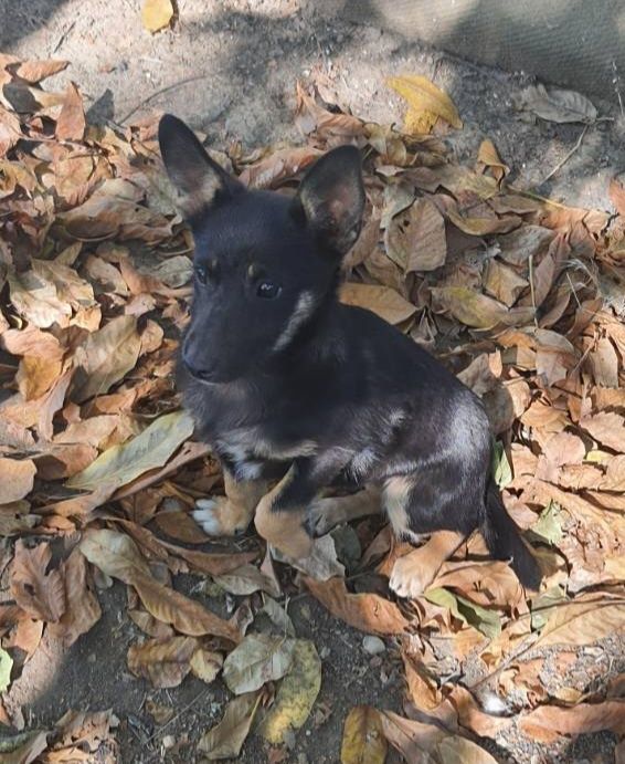 Отдам даром в добрые руки собачку метис болонки и корги