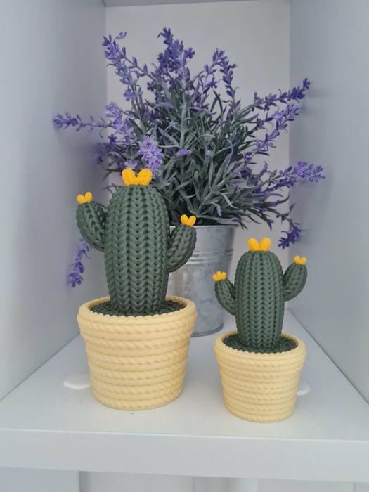 Кактуси         .