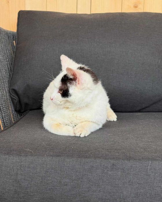 Сара, метис кіт, шукає дім | Центр адопції Зачин