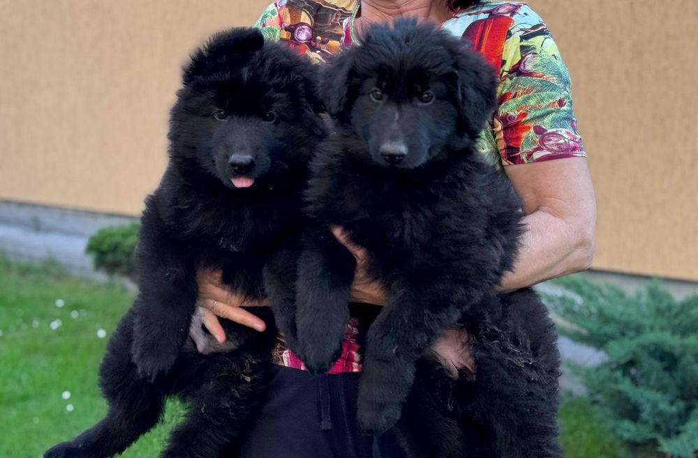 Німецька вівчарка розплідник КСУ