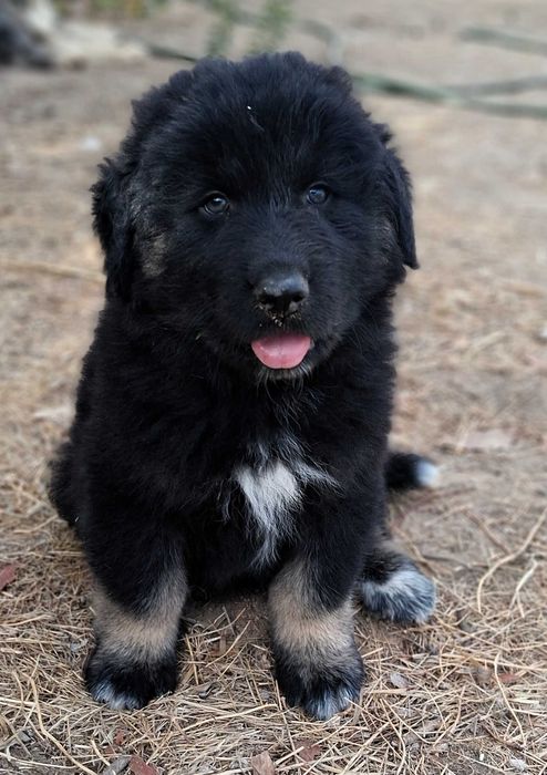 Cão Serra da Estrela LOP