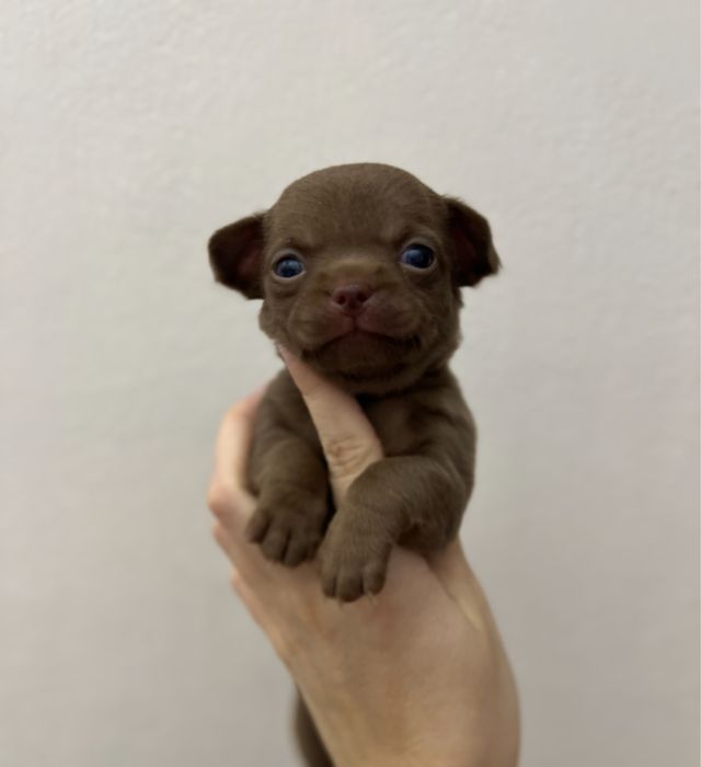 Chihuahua krótkowłosy śliczny piesek