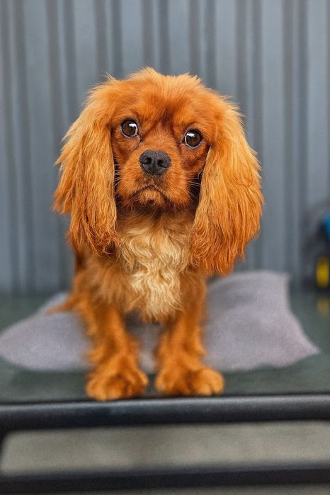 Ккчс хлопчик рубін