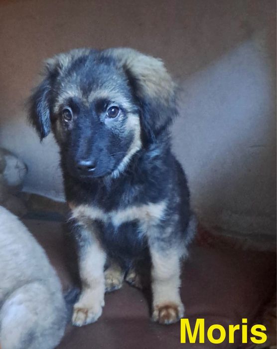 Szczeniaki szukają domków