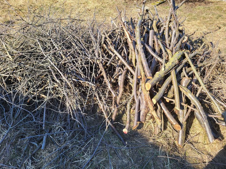 ODDAM ZA DARMO mirabelka gałęze