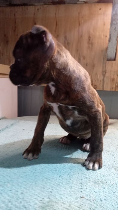 Boxer femea tigrada