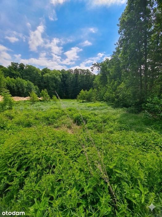 Działka, Boszkowo - Widok 5