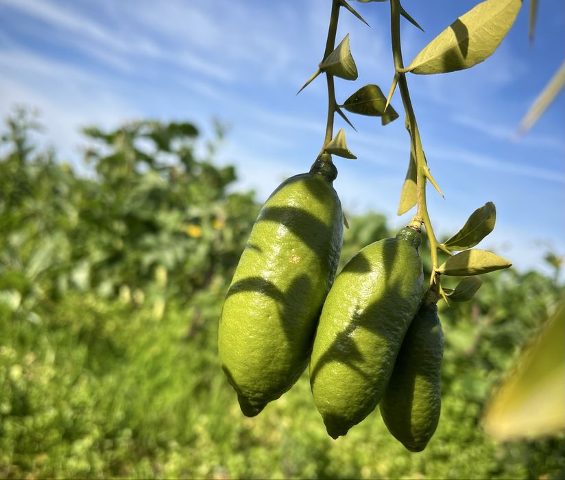 Vendo fruto Limão Caviar Verde | ao Kg ou unidade