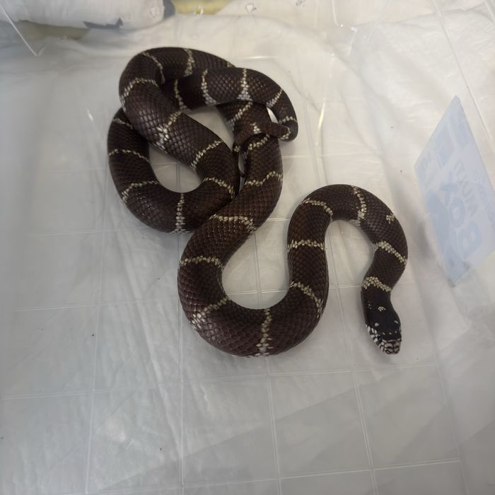 Молочна змія (Lampropeltis triangulum)