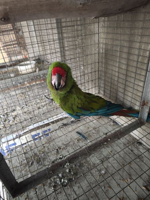 Arara militar macho adulto 2013 disponível para entrega imediata