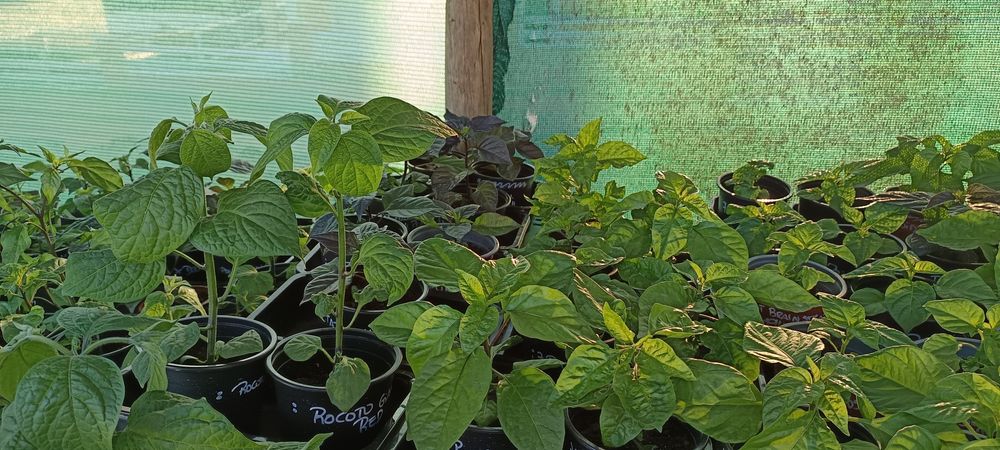 Vendo plantas de malaguetas / pimentas