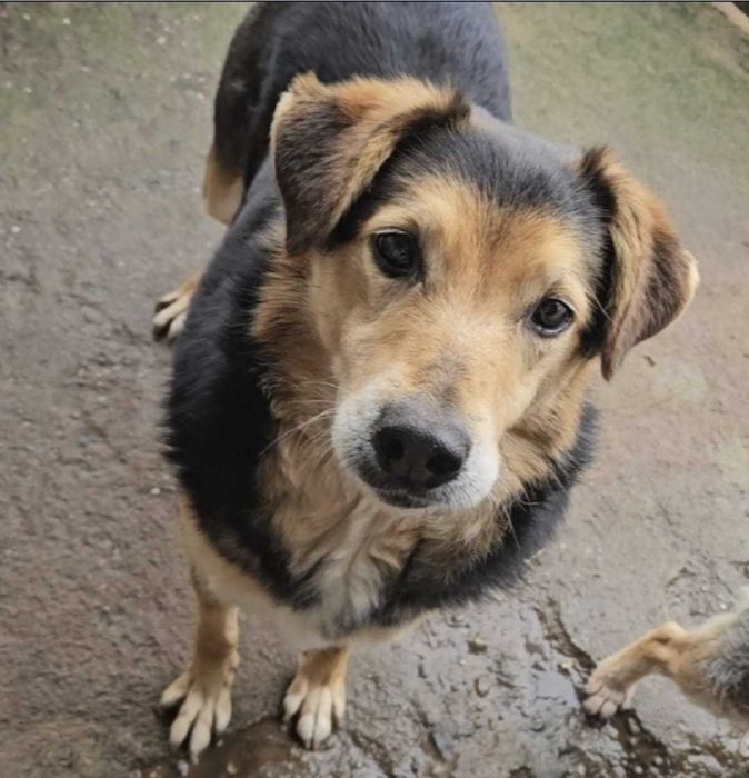 SNOOPI – starość i smutek. 14 lat w schronisku