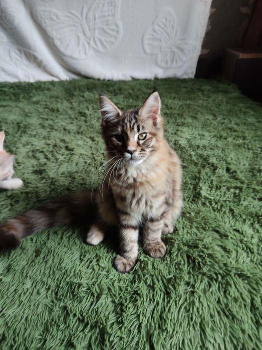 Котёнок Мейн кун девочка