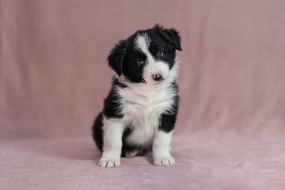 Chłopiec Border Collie NR 1/RTG/Badania genetyczne/DNA/DO ODBIORU