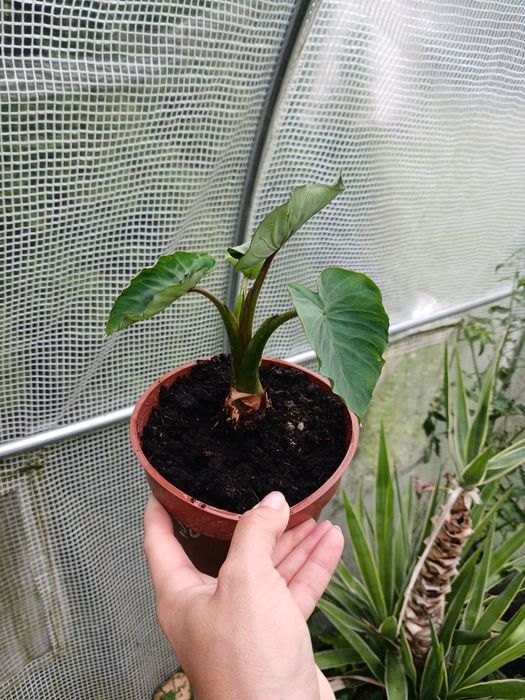 Egzotyczna Kolokazja Olbrzymia Colocasia